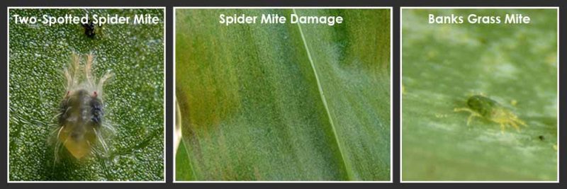 Mite Control - Crop Quest