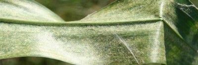 Managing Spider Mites In Corn - Crop Quest