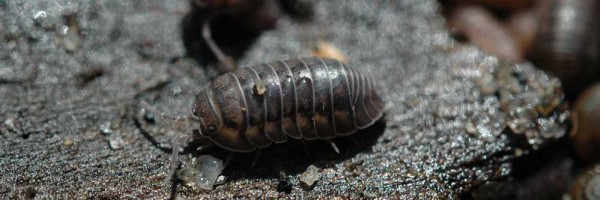 dealing-with-pill-bugs-in-no-till-soybeans-crop-quest