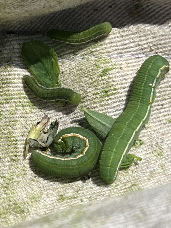 Managing Alfalfa Caterpillars