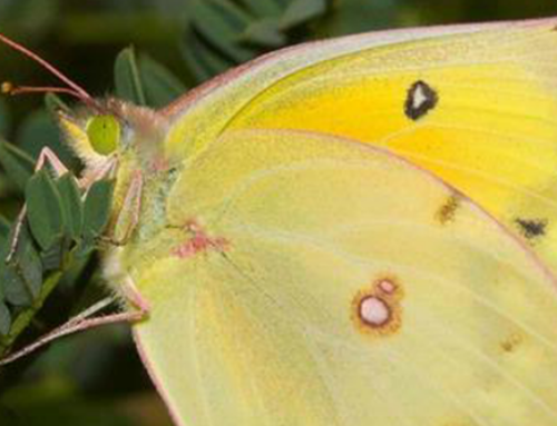 Managing Alfalfa Caterpillars