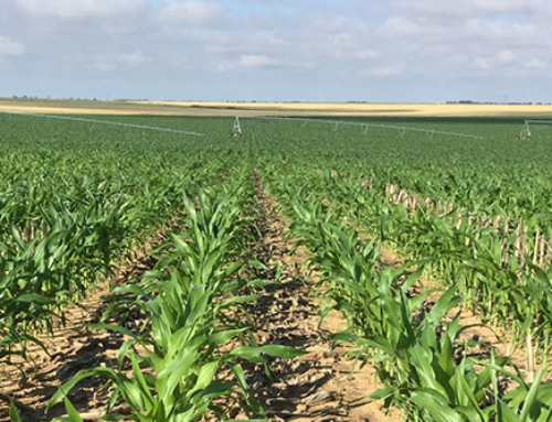 Reduce Stress to Maximize Yield Potential