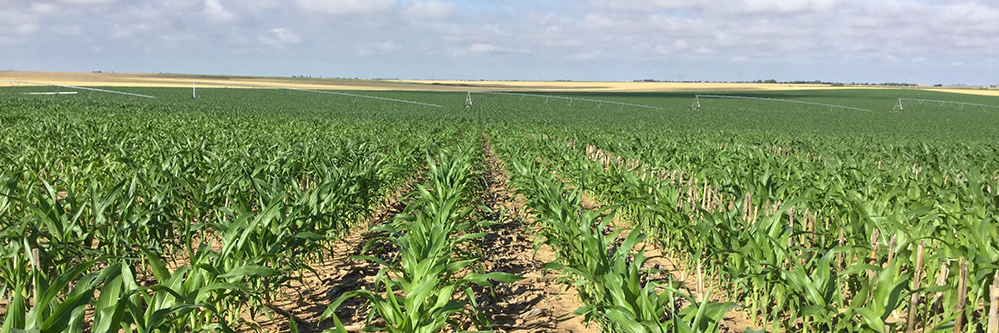 Reduce Stress to Maximize Yield Potential