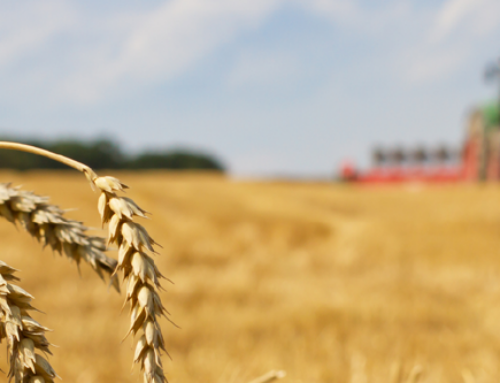 2024 Wheat Harvest Report